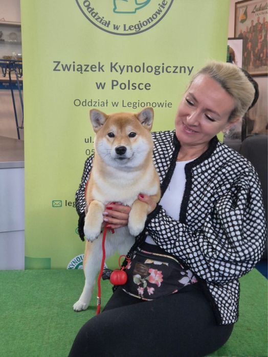 Shiba piękna czerwona suczka