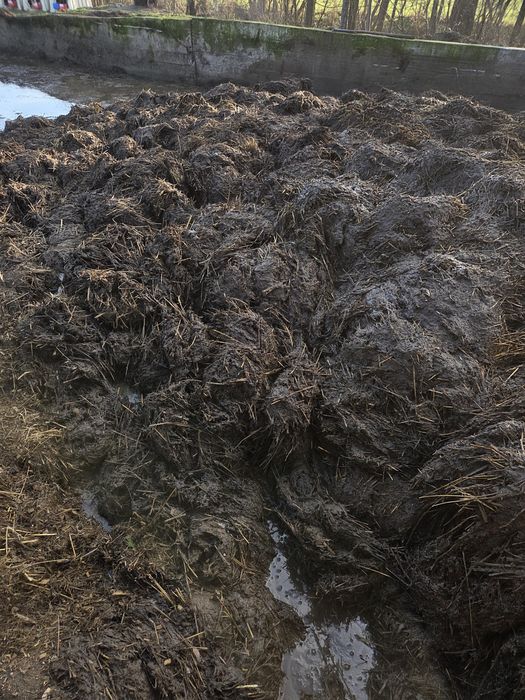 Obornik bydlecy, nawóz naturalny