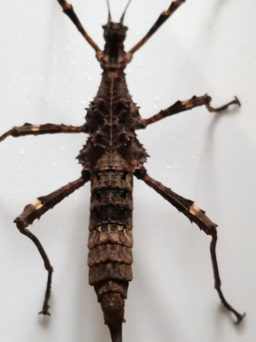 Палочник Trachyaretaon