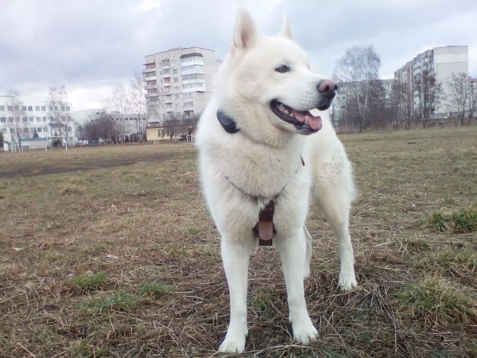 Хаскі Husky Хаски Злучка В'язка Кобель шукає пару