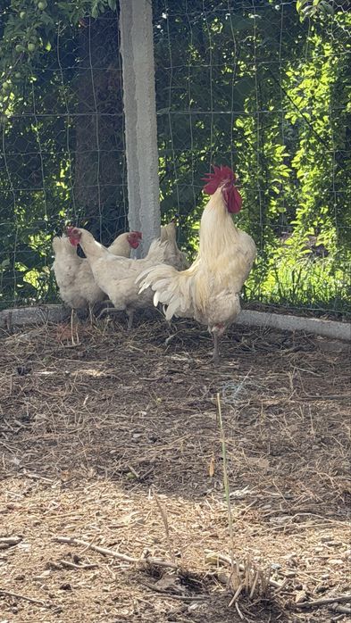 Ayam  Cemani Malines, Leghorn, Jersey, Cornish, La Bresse e Pedrês | Ovos, pintos e aves