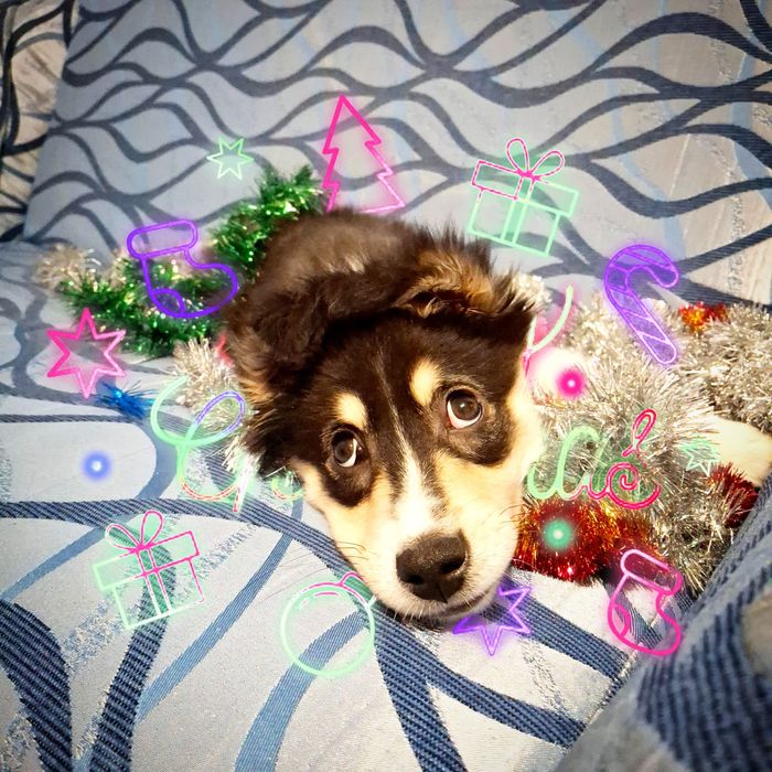 Неймовірна дівчинка в пошуках родини