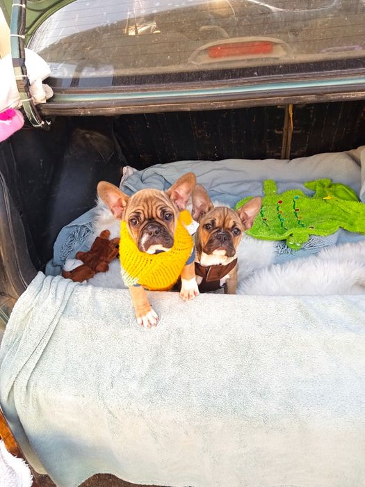 Французький бульдог