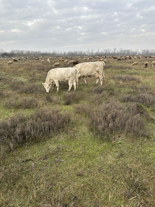 Продам тільну телицю. Від гарної корови без рогої породи.