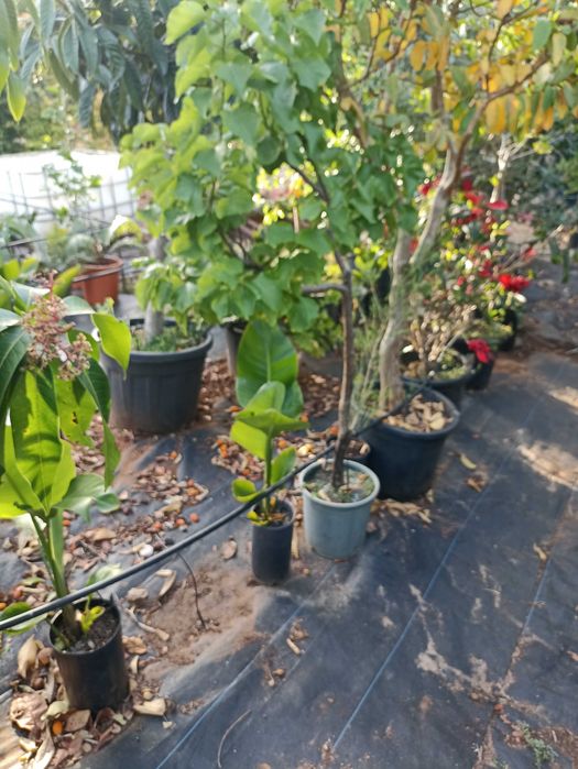 Árvores e plantas de jardim tenho todo   de frutos