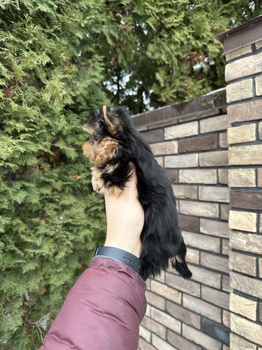 Дівчинка йорк міні