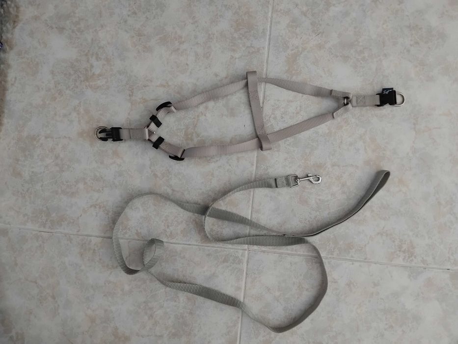 Conjunto de trela e peitoral bps para cão
