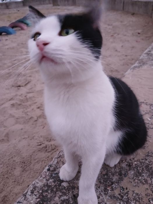 Котик хлопчик 6-7 міс невеличкий