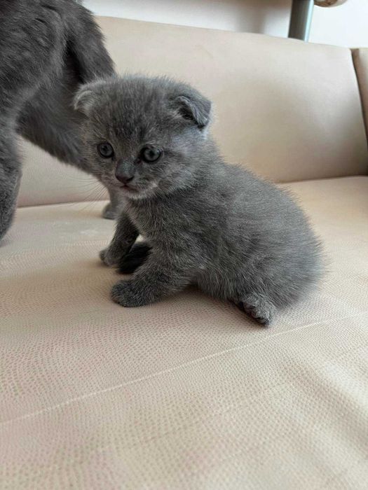 Продам шотландських кошенят