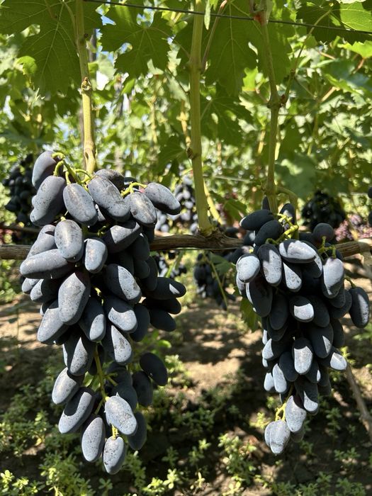 Саджанці винограду | 2 річні | Саженцы винограда | ОПТ та роздріб