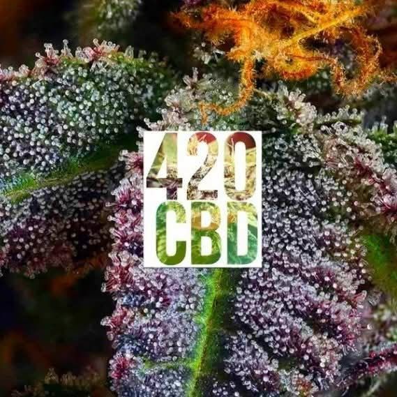 CBD OG 500g Biomasa susz konopi włóknistej