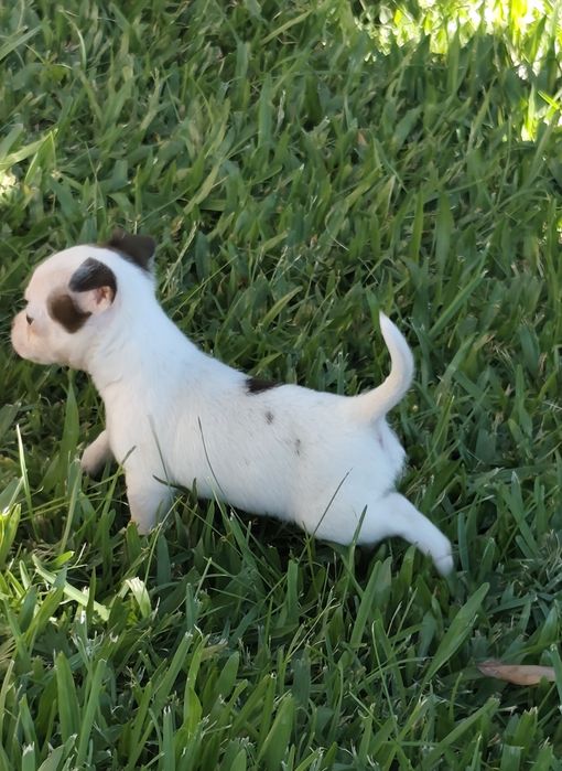 Fêmea Chihuahua mini