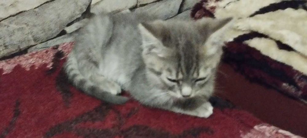 Котенятко в добрі руки