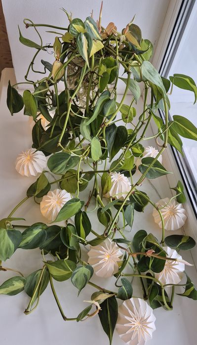 Филодендрон Бразил