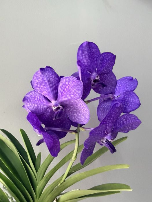 Орхідея Ванда, vanda