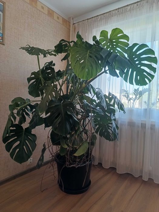 Kwiat Monstera wysokość około 2 m