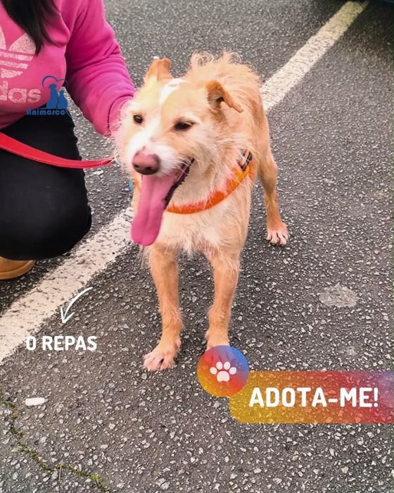 Repas - cão jovem activo para adoção