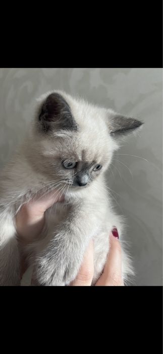 Британськие котята блю поинт