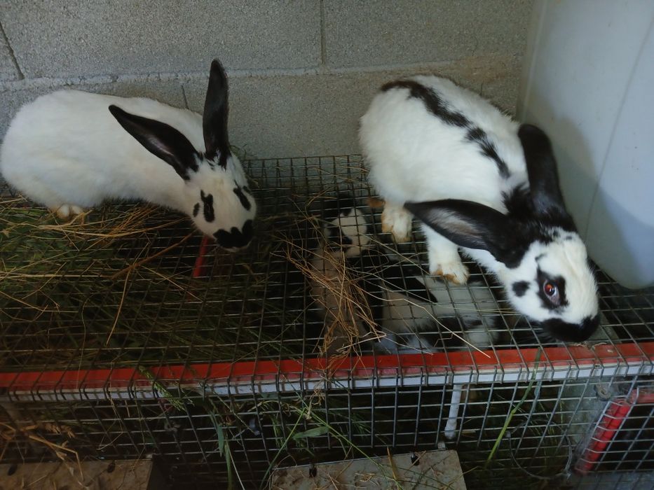 Coelhos para reprodução ou consumo