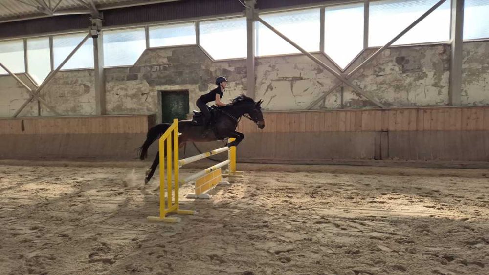 drobna klacz do skoków i rekreacji