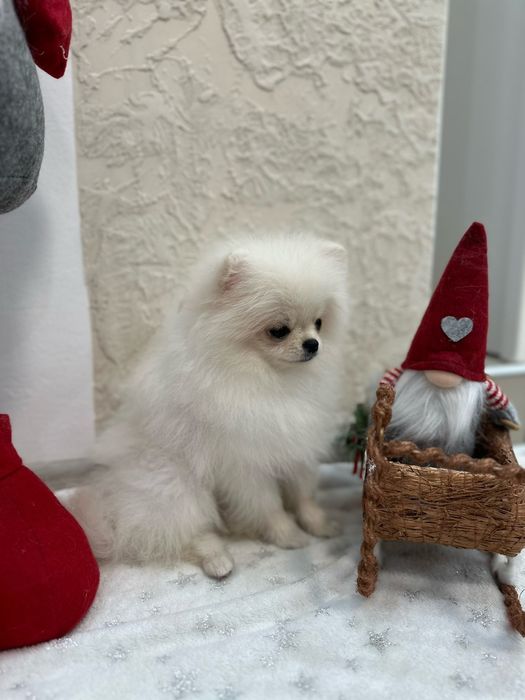 Маленьке померанське диво