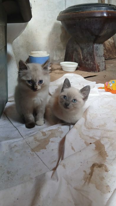 Gatinhas para adoção