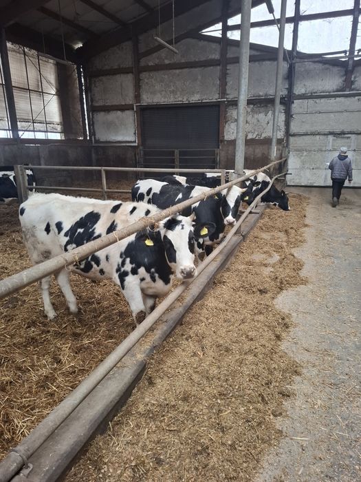 Sprzedam jałówki cielne hf