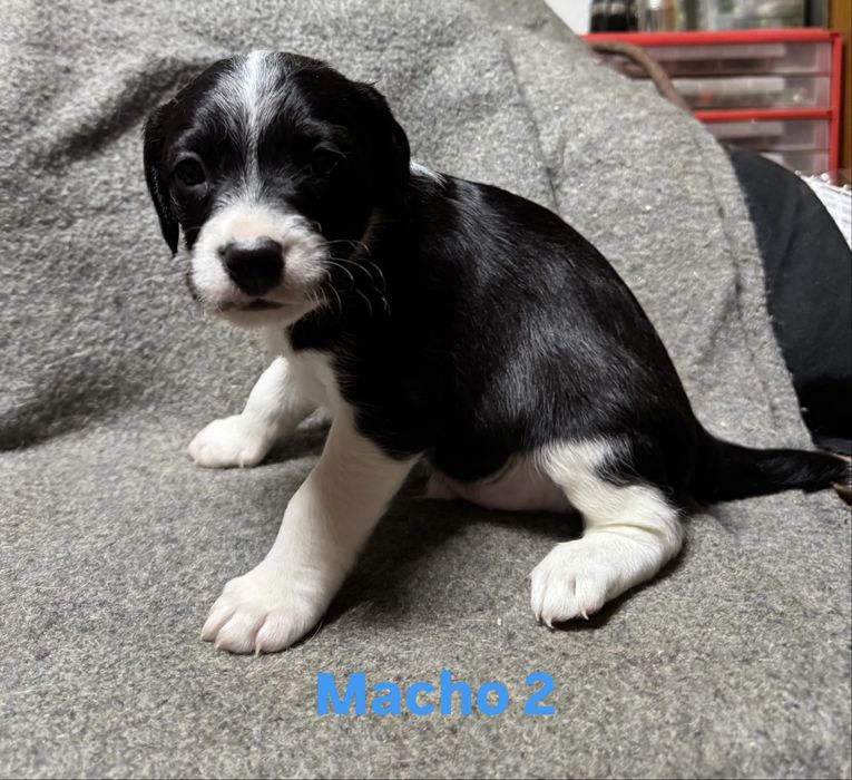 Vendo Cocker Spaniel