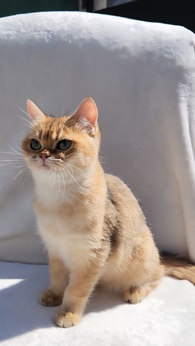 Шотландське кошеня золота шиншила