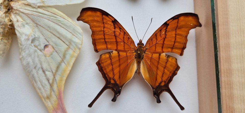 Gablotka motyle Actias selene Marpesia Heliconius i inne na ścianę