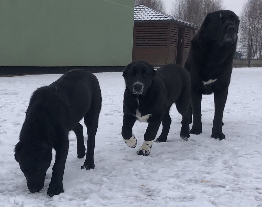 Owczarek środkowoazjatycki suka