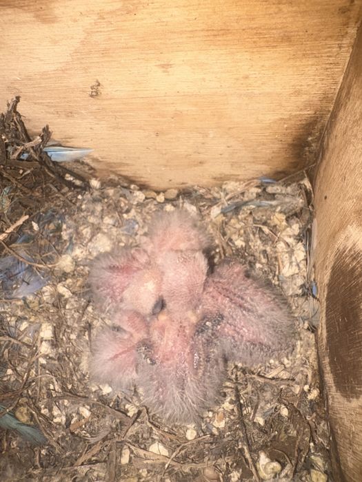 Agapornis roseicollis para criar à mão