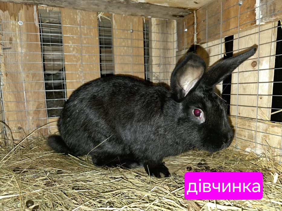 Кролики ціна за Шт