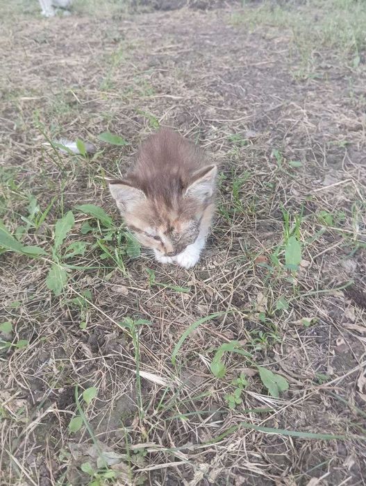 Маленький котенок, меньше месяца