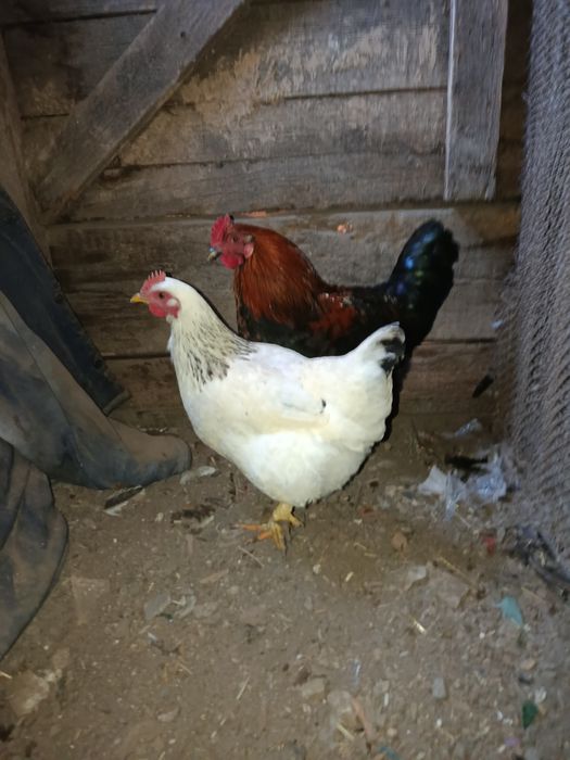 Инкубационное яйцо обычных курей