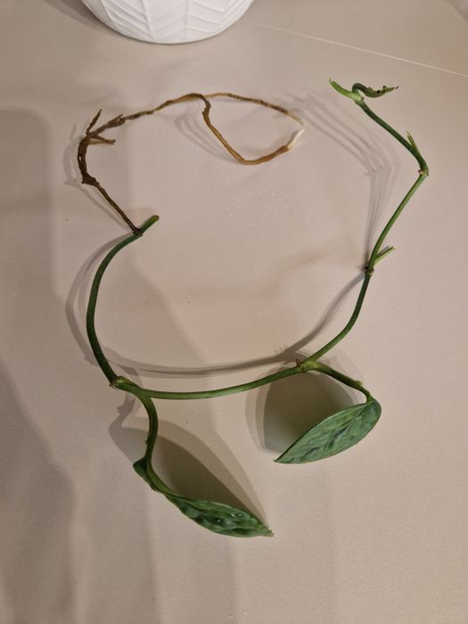 Monstera Karstenianum Peru, ukorzeniona sadzonka