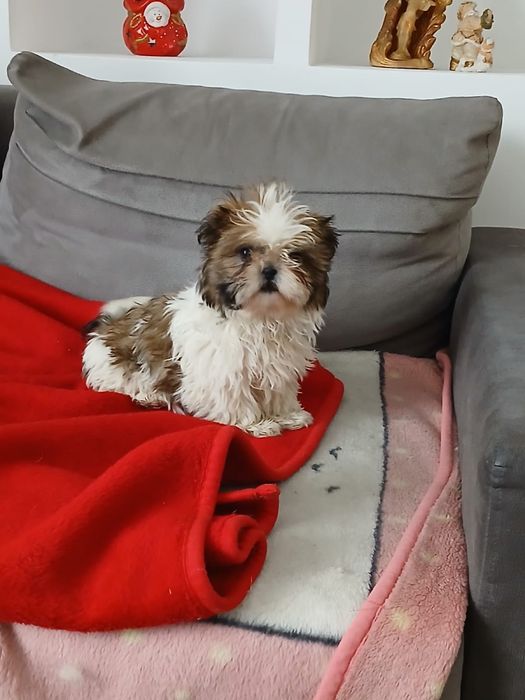 Shih tzu śliczny piesek