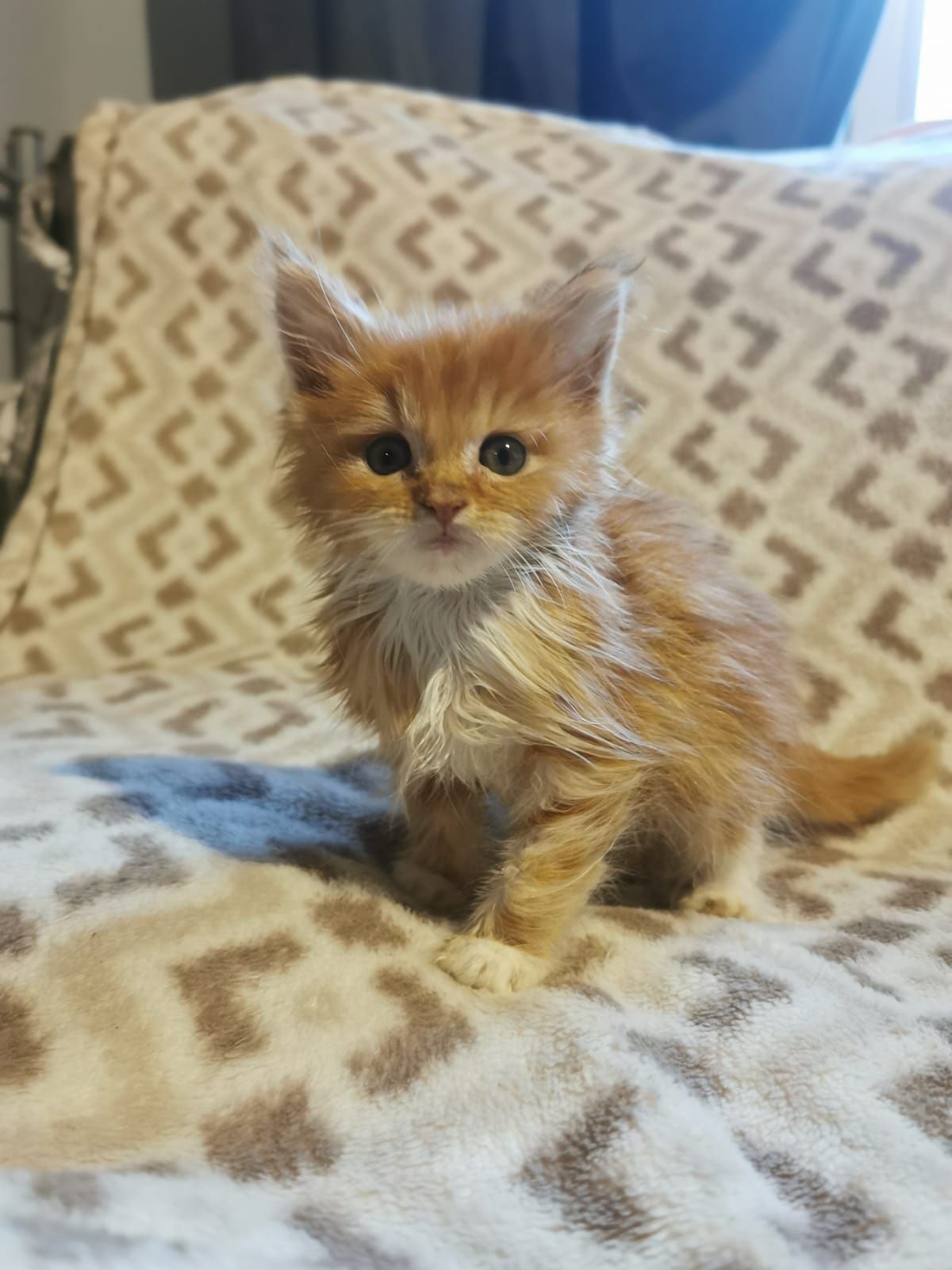 Piękny kocur Maine coon rudy Jędrzejów • OLX.pl