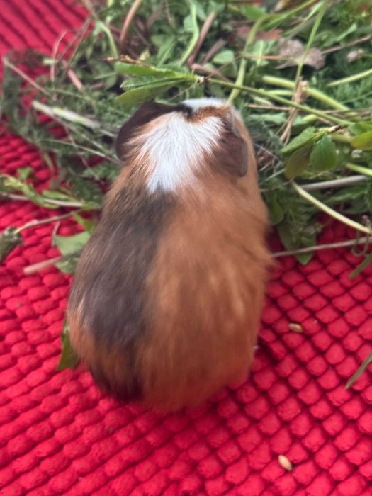 Продам морских свинок(свои)