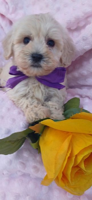 Найлюбиміша мальтіпу Ф1