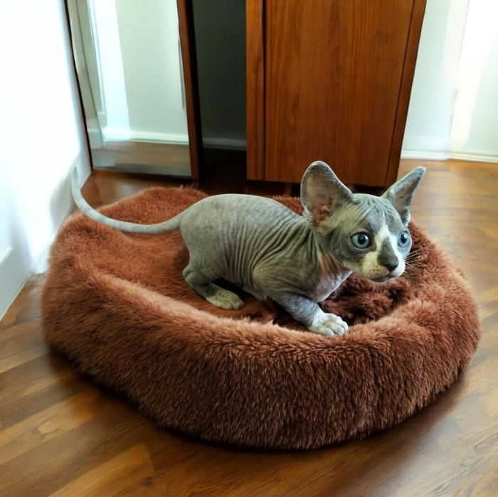 Уникальный малыш Канадик