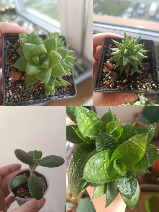 Кімнатні рослини, Сукуленти, Розпродаж