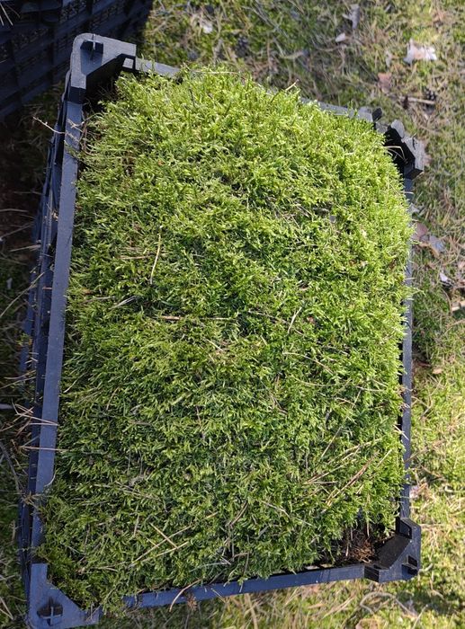 Mech płaski, wysoki żywy