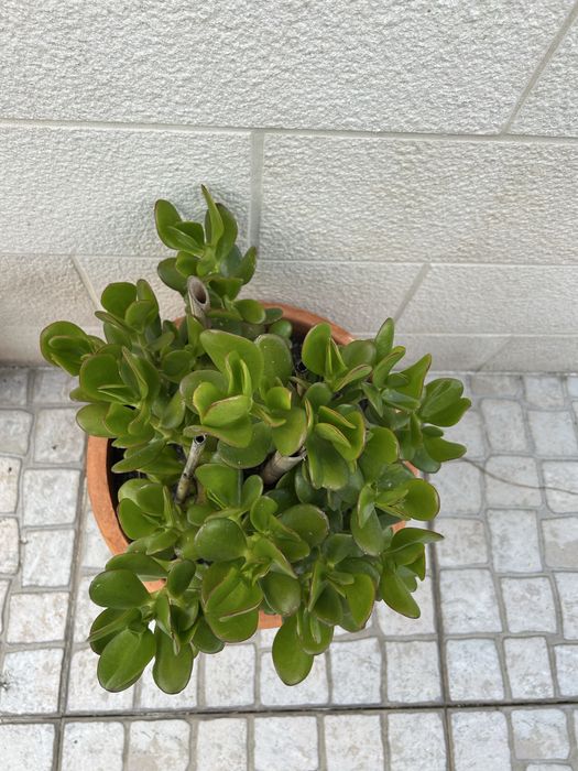 Vendo planta jade, bem enraizada.