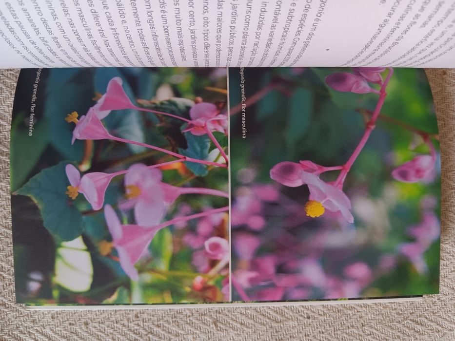 Ivo Meco, Jardins de Lisboa