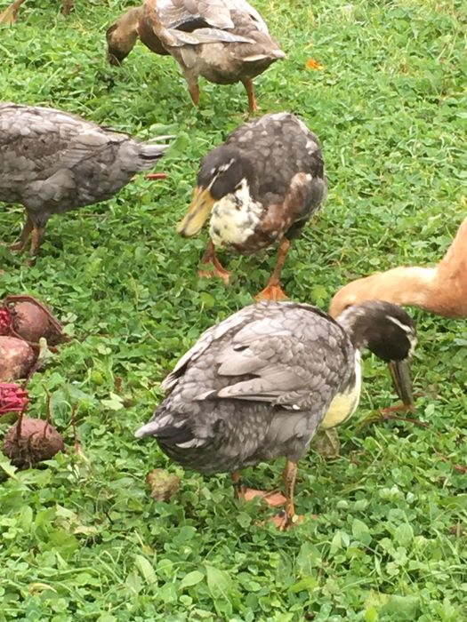Biegusy indyjskie kaczki i kaczory