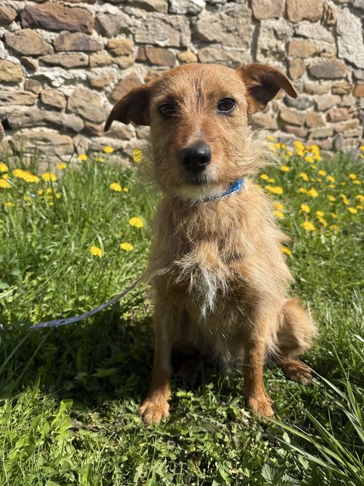 Melania szuka domu – mała sunia o wielkim sercu