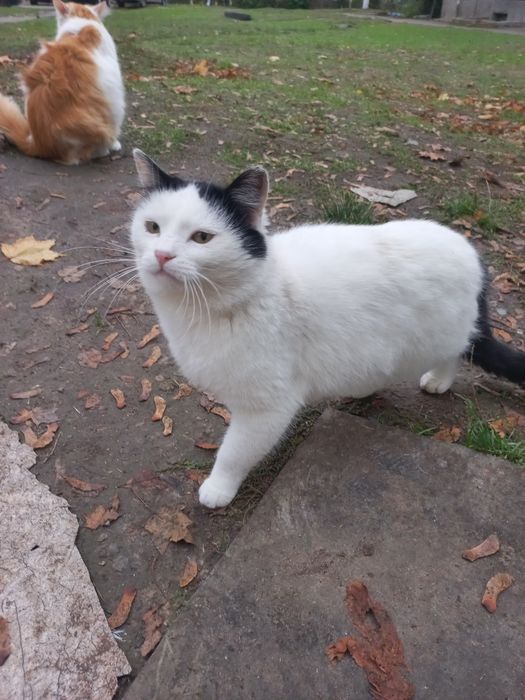 Мурчик шукає родину