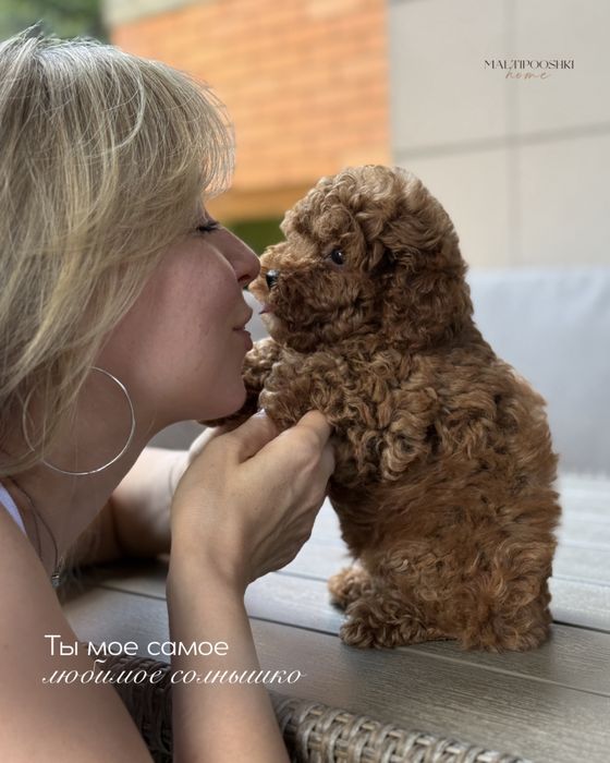 Топовые малыши щеночки Мальтипу !!!