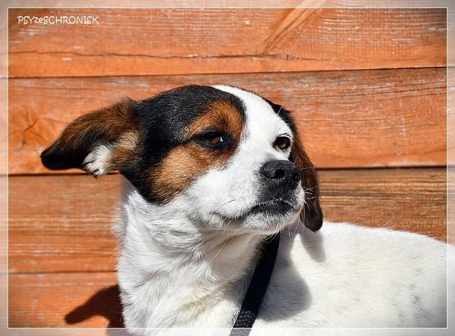 Delikatna Kaja szuka domu